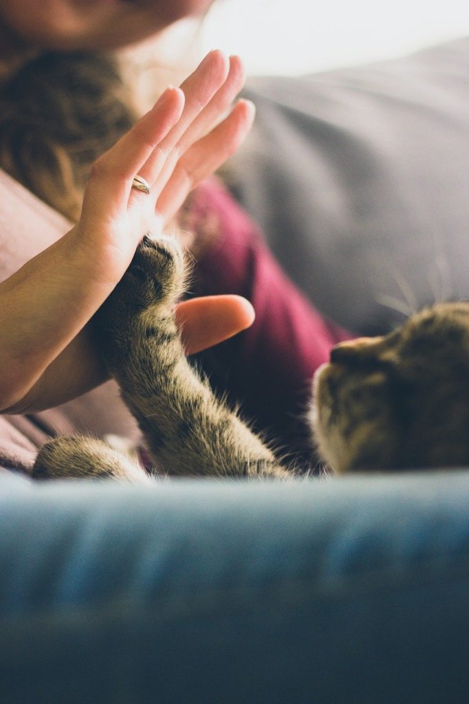 Katzenbeschäftigung, Clicker-Training